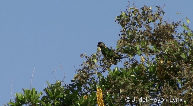 Yellow-collared Macaw - ML201428341