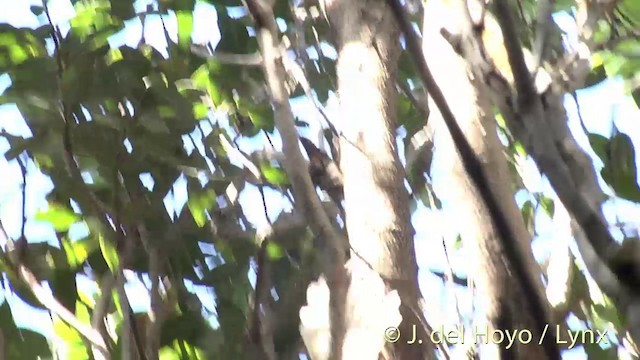  - New Zealand Fantail