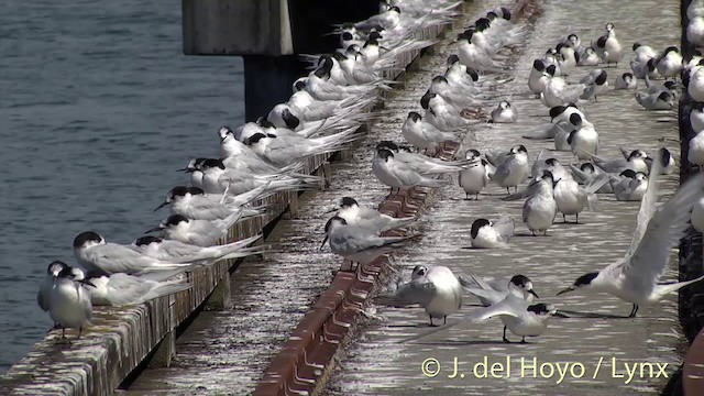 White-fronted Tern - ML201428701