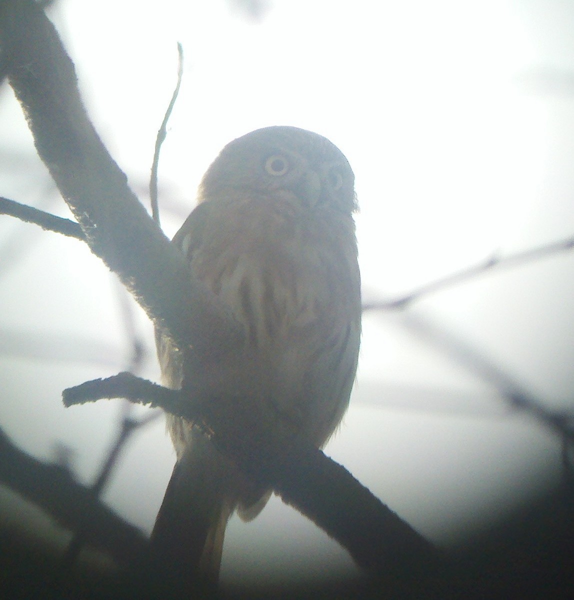 Peruvian Pygmy-Owl - ML20142871