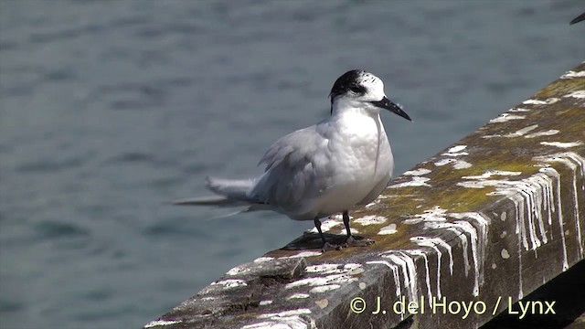 White-fronted Tern - ML201428711