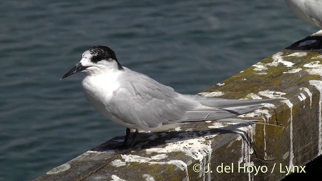 White-fronted Tern - ML201428731