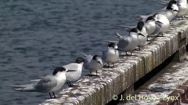 White-fronted Tern - ML201428751