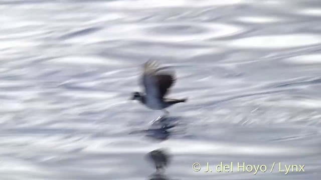 White-faced Storm-Petrel - ML201429011