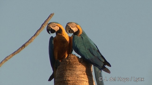 Blue-and-yellow Macaw - ML201429151