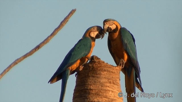 Blue-and-yellow Macaw - ML201429171