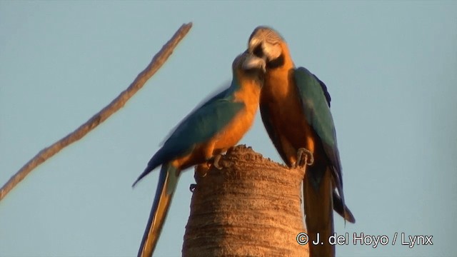 Blue-and-yellow Macaw - ML201429181