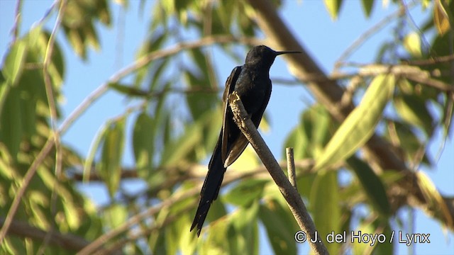 Swallow-tailed Hummingbird - ML201429221