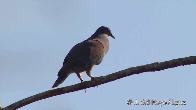  - Pale-vented Pigeon