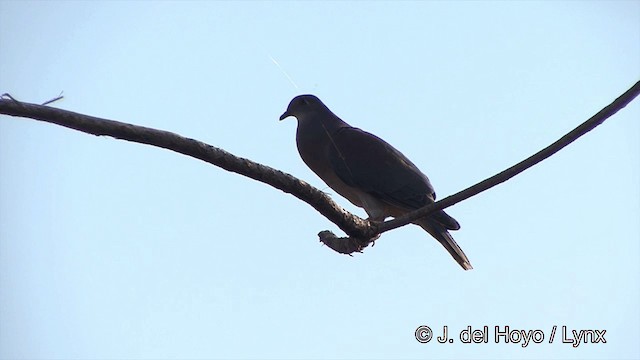 Pale-vented Pigeon - ML201429251