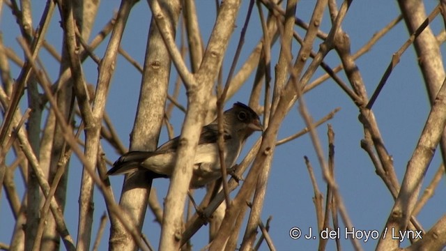 Pileated Finch - ML201429261