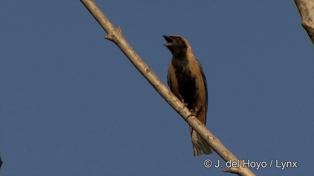 Burnished-buff Tanager (Stripe-bellied) - ML201429431