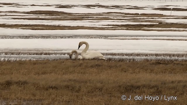 Tundra Swan (Whistling) - ML201429471
