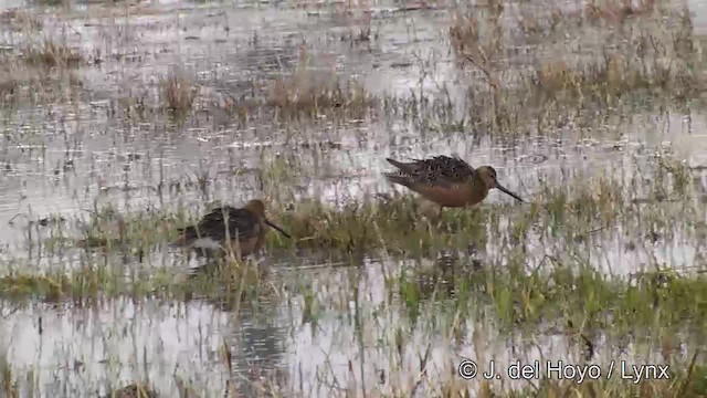 Long-billed Dowitcher - ML201429611