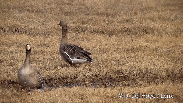 Greater White-fronted Goose (Western) - ML201429681