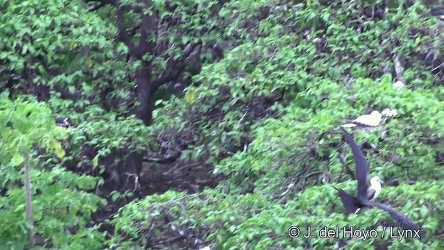 fregatka malá (ssp. ariel/iredalei) - ML201429741
