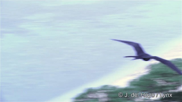 fregatka malá (ssp. ariel/iredalei) - ML201429751
