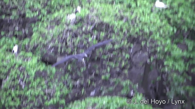 fregatka malá (ssp. ariel/iredalei) - ML201429761