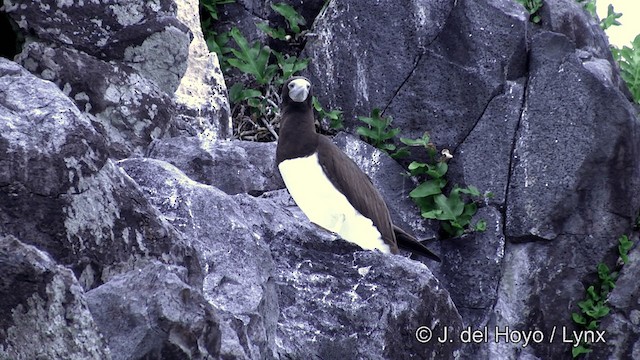 Brown Booby (Forster's) - ML201429811