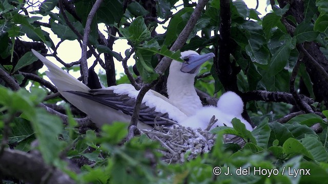 Red-footed Booby (Indopacific) - ML201429911