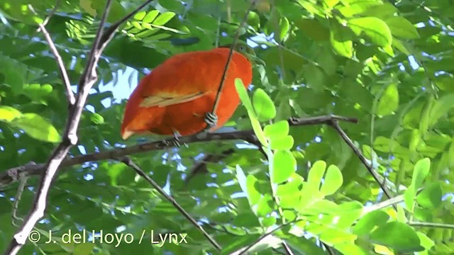 Orange Dove - ML201430011