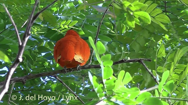  - Orange Dove