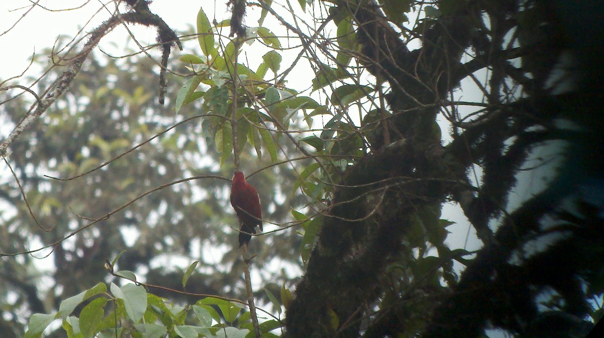 Crimson-mantled Woodpecker - ML20143011