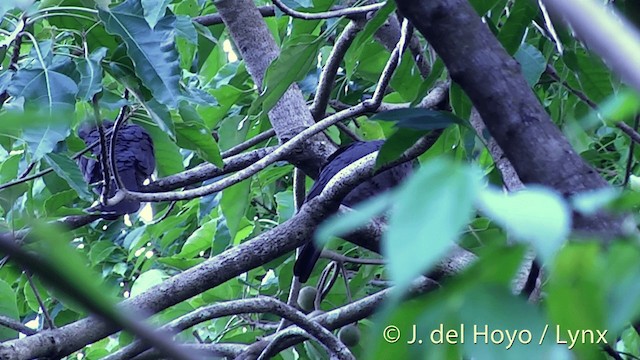 holub bělolící [skupina vitiensis] - ML201430201