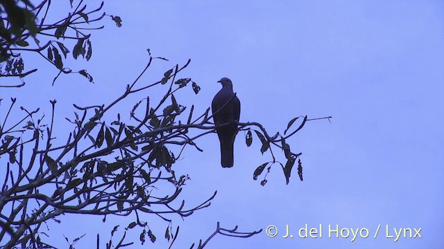 Peale's Imperial-Pigeon - ML201430231