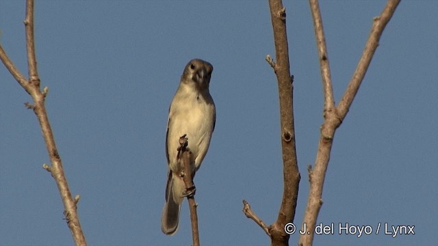 Rusty-collared Seedeater - ML201430521