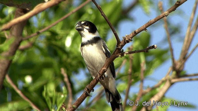 Rusty-collared Seedeater - ML201430531