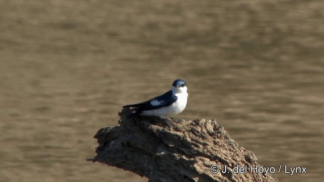 White-winged Swallow - ML201430601