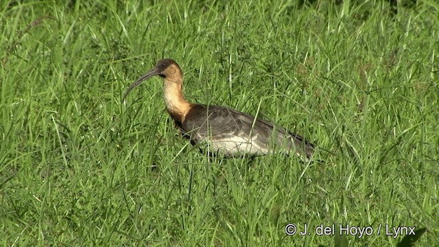 ibis bělokřídlý - ML201430621