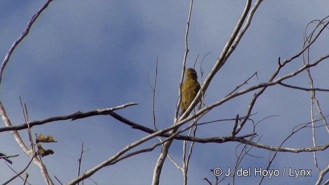 Little Woodpecker - ML201430831