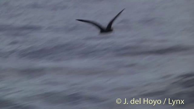 Flesh-footed Shearwater - ML201431031