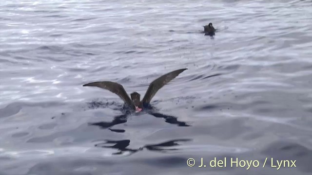 Flesh-footed Shearwater - ML201431081