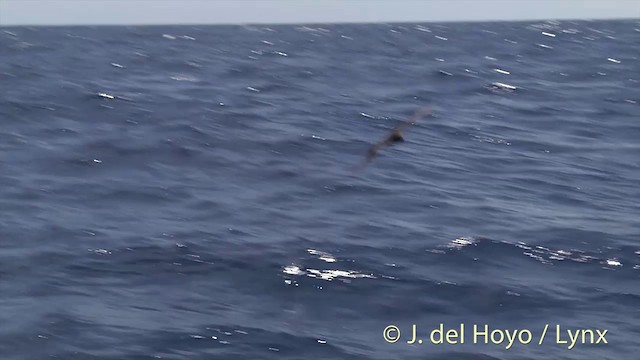 Flesh-footed Shearwater - ML201431111