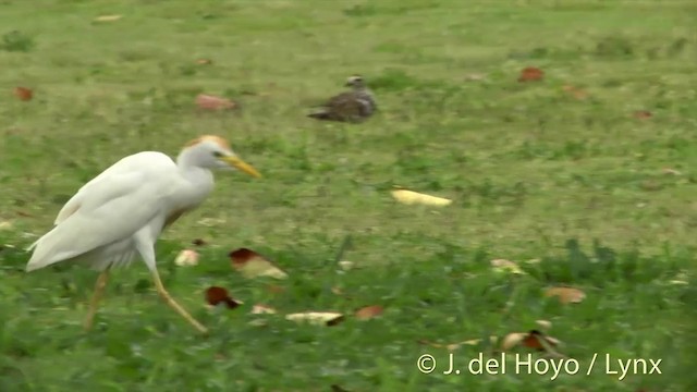 Чапля єгипетська (підвид ibis) - ML201431251