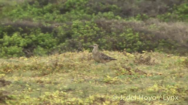 Bristle-thighed Curlew - ML201431361