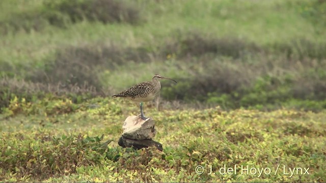 Bristle-thighed Curlew - ML201431371