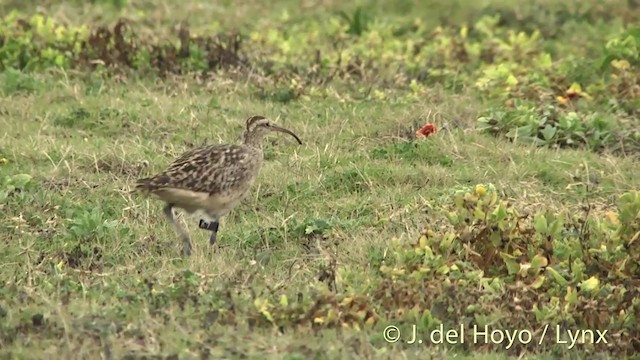 Bristle-thighed Curlew - ML201431381