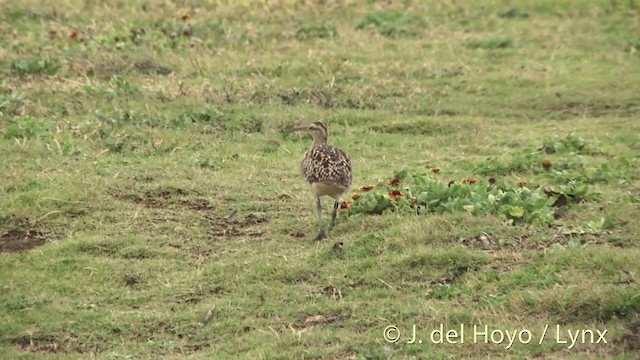 Bristle-thighed Curlew - ML201431391