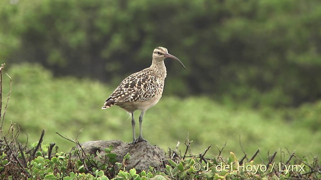 Bristle-thighed Curlew - ML201431401