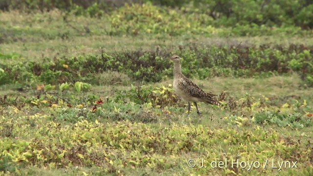 Bristle-thighed Curlew - ML201431421