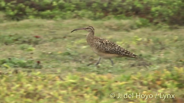Bristle-thighed Curlew - ML201431431