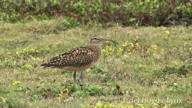 Bristle-thighed Curlew - ML201431441