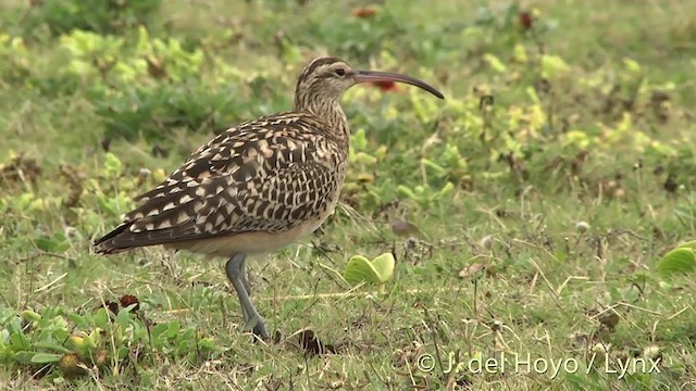 Bristle-thighed Curlew - ML201431451
