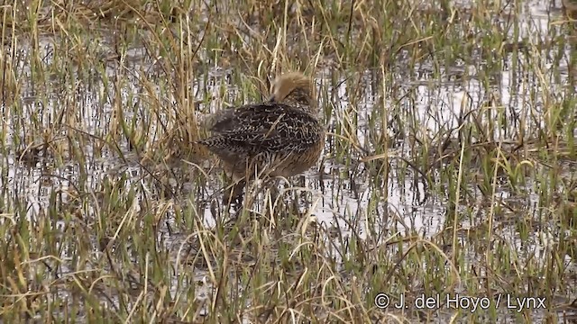 Long-billed Dowitcher - ML201431491