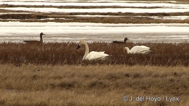 Tundra Swan (Whistling) - ML201431611