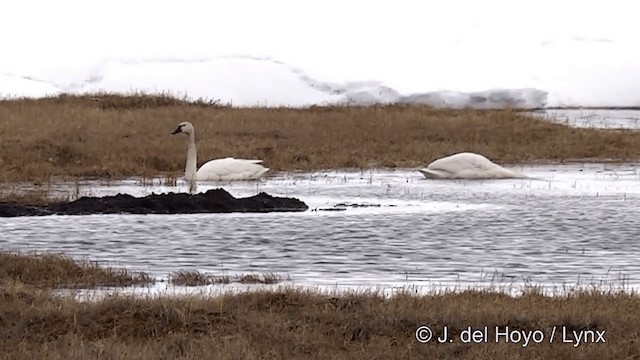 Tundra Swan (Whistling) - ML201431691